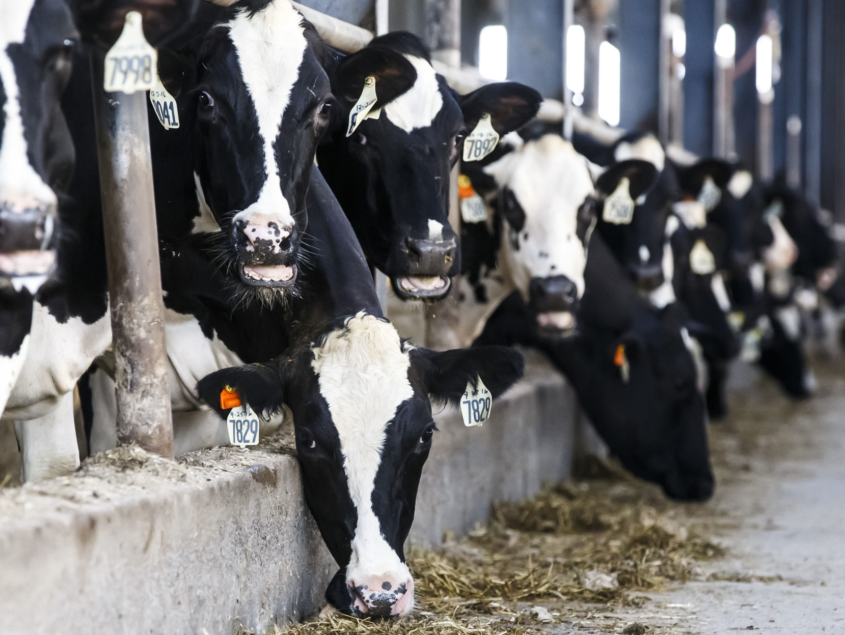 Second US dairy worker infected with bird flu confirmed in Michigan - Vimarsana News
